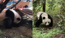 大熊猫视频,大熊猫视频捕捉自然魅力