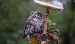 猫头鹰视频,神秘夜行者的奇妙世界揭秘