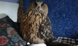 猫头鹰视频,神秘夜行者的奇妙世界揭秘